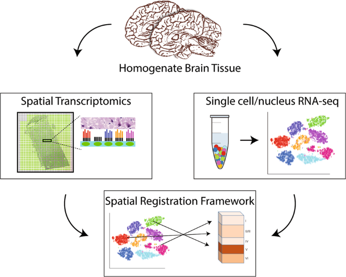 Illustration of the application of spatial transcriptomics to study tissues of interest such as the human brain. Source: [Maynard et al. (2020)](https://doi.org/10.1038/s41386-019-0484-7).