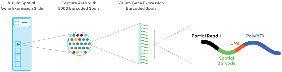 Schematic of the 10x Genomics Visium spatial transcriptomics platform. Source: [10x Genomics Visium website](https://www.10xgenomics.com/spatial-transcriptomics/)
