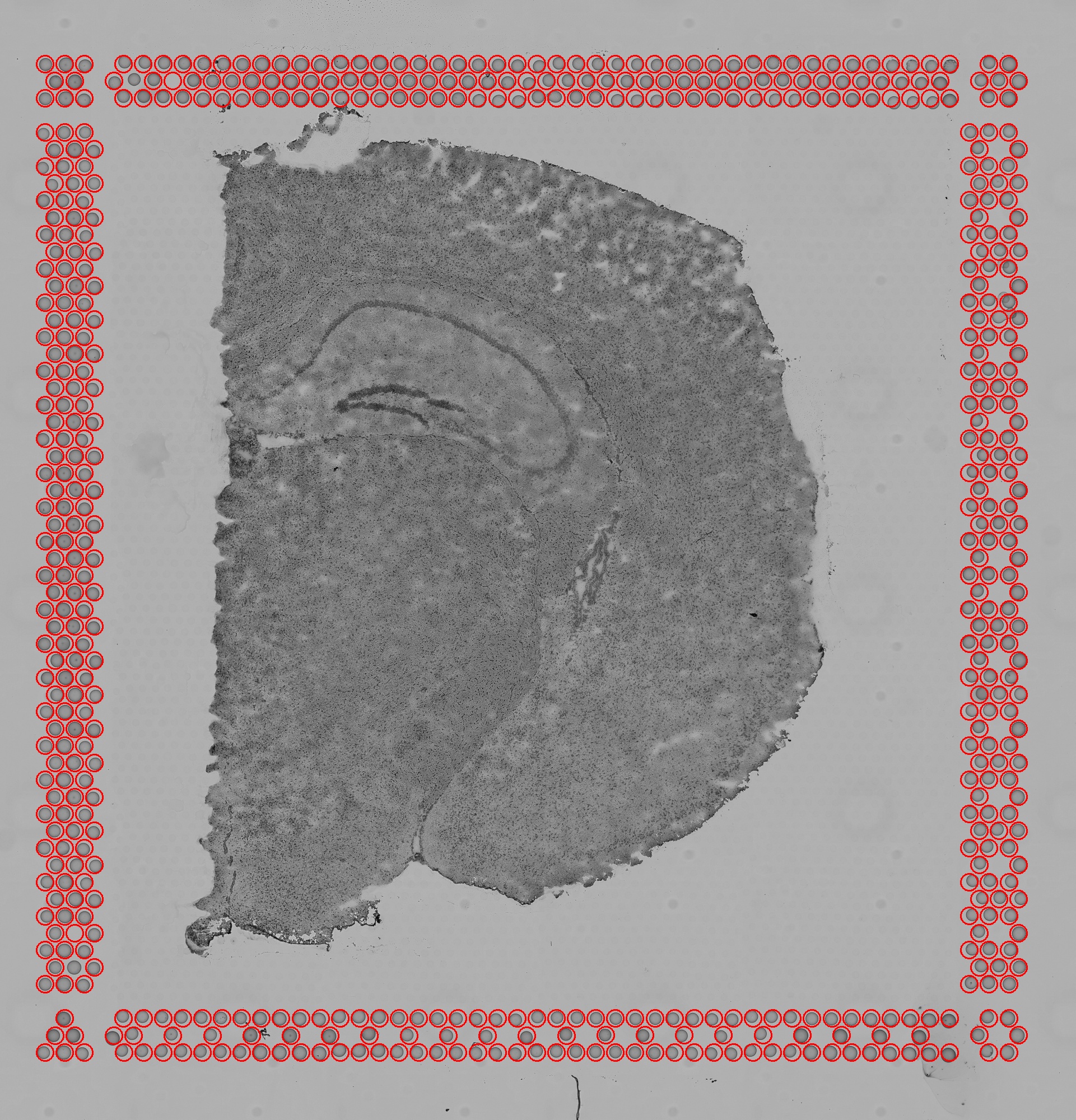 A single Visium tissue capture area with the fiducial frame aligned through the Loupe Browser such that the red circles overlap the fiducial frame as determined by visual inspection. Source: [10x Genomics](https://support.10xgenomics.com/spatial-gene-expression/software/pipelines/latest/output/images).