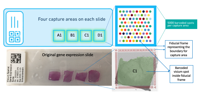 An overview of the Visium technology by 10x Genomics for generating spatially-resolved transcriptomics data. Each Visium slide has four tissue capture areas. Each of these capture areas has around 5000 barcoded spots. The tissue capture areas are delineated by a fiducial frame that is useful for aligning the images and determining the location of the spots in order to map the gene expression data with the imaging data. Source: [VistoSeg](http://research.libd.org/VistoSeg/).